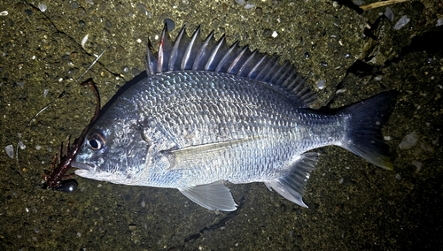 チヌの釣果