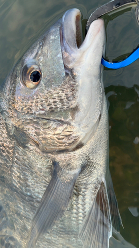 クロダイの釣果