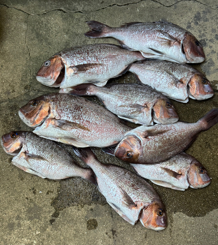 タイの釣果