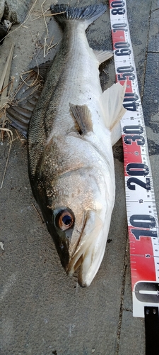 シーバスの釣果