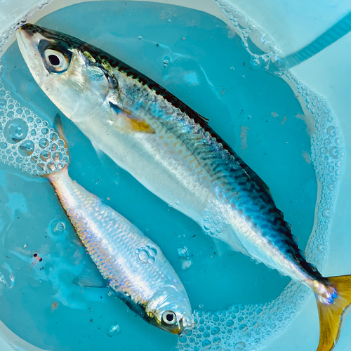 サバの釣果