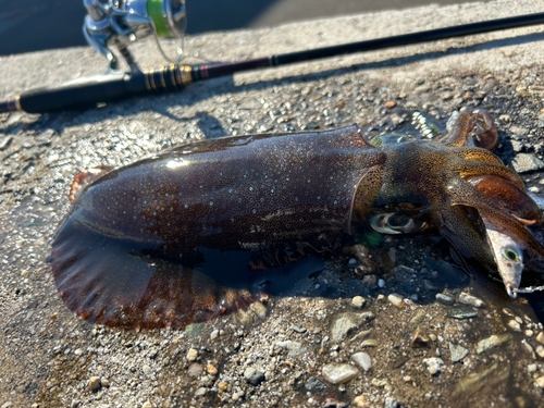 アオリイカの釣果