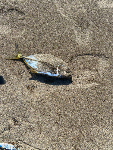 ショゴの釣果