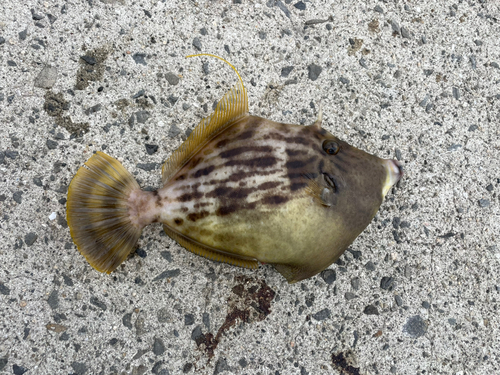 カワハギの釣果