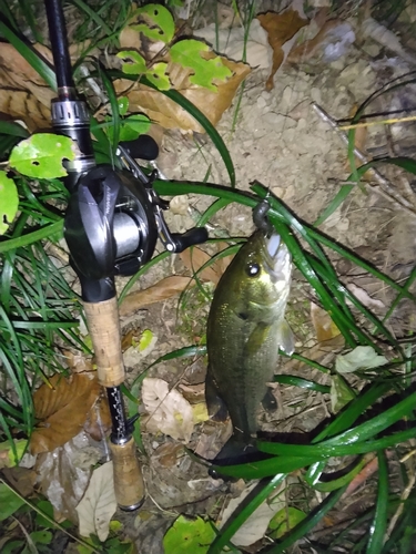 ブラックバスの釣果