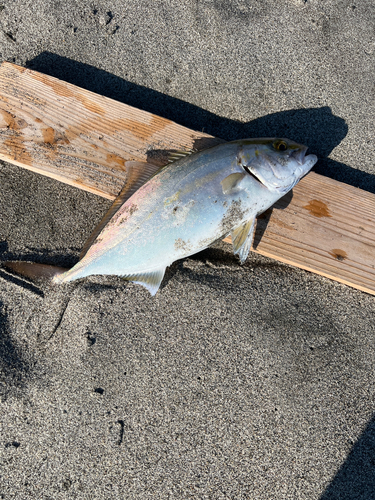 ショゴの釣果