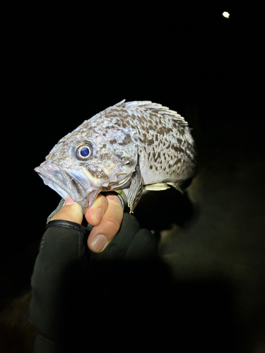 クロソイの釣果