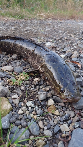 ライギョの釣果