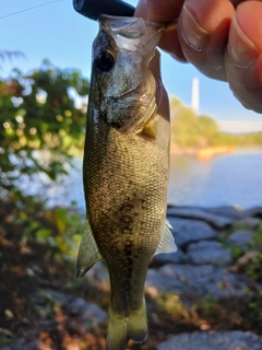 ラージマウスバスの釣果