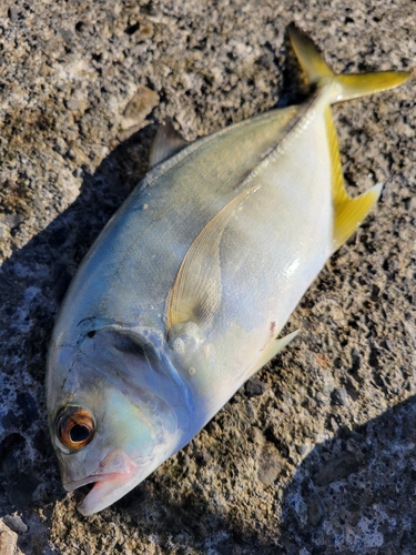 ギンガメアジの釣果