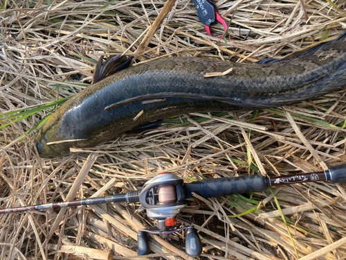 ライギョの釣果