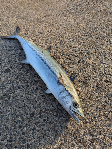 サゴシの釣果