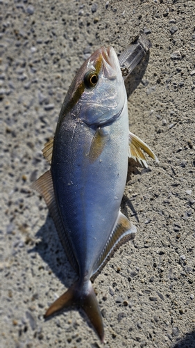 ネリゴの釣果