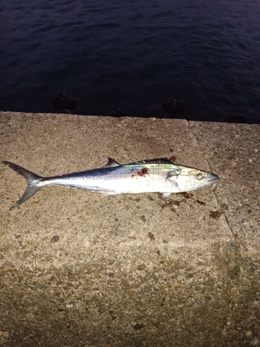 サゴシの釣果