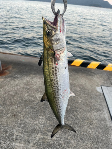 サゴシの釣果