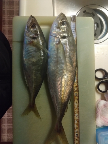 アジの釣果