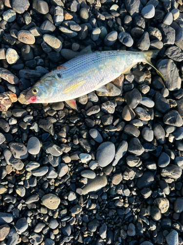 コノシロの釣果