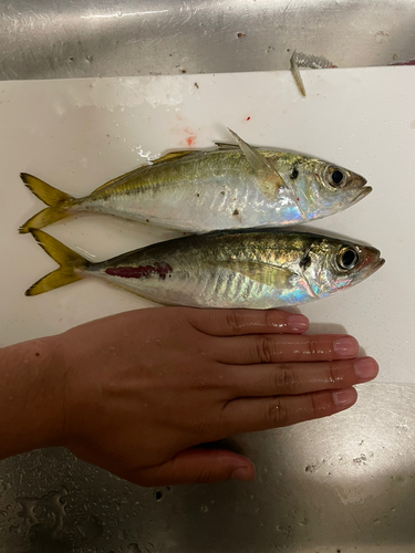 アジの釣果