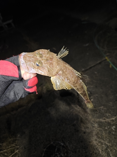 ワニゴチの釣果