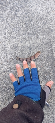 リュウグウハゼの釣果