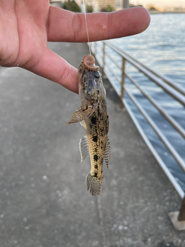 ウロハゼの釣果