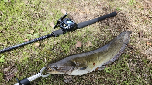 ナマズの釣果