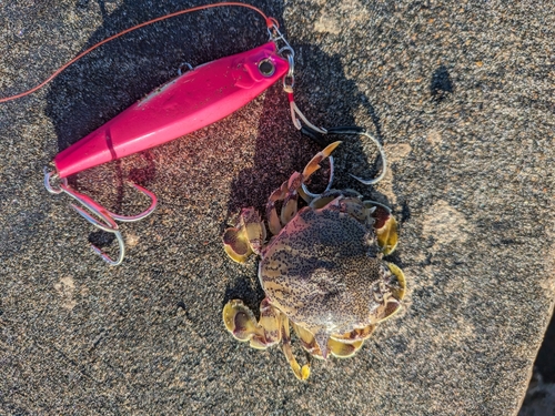 カニの釣果