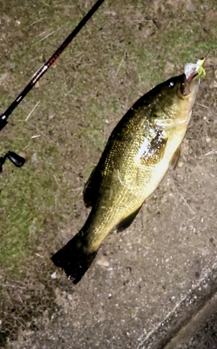 ブラックバスの釣果