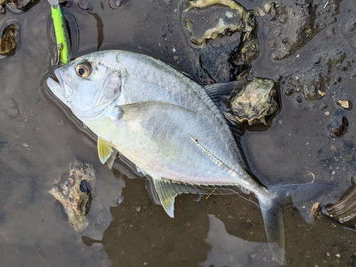 メッキの釣果