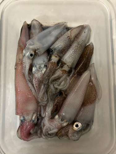 マメイカの釣果