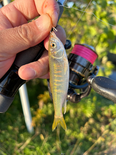 オイカワの釣果