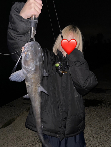 アメリカナマズの釣果