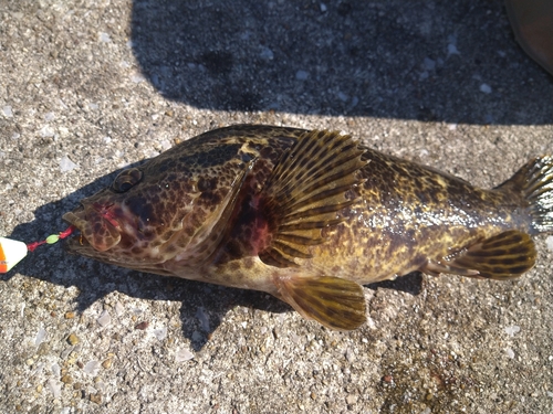 タケノコメバルの釣果