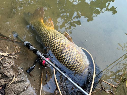 コイの釣果