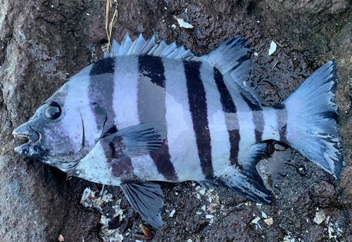 イシダイの釣果