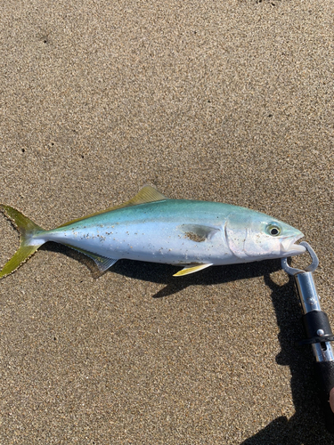 ツバスの釣果