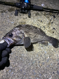 クロソイの釣果