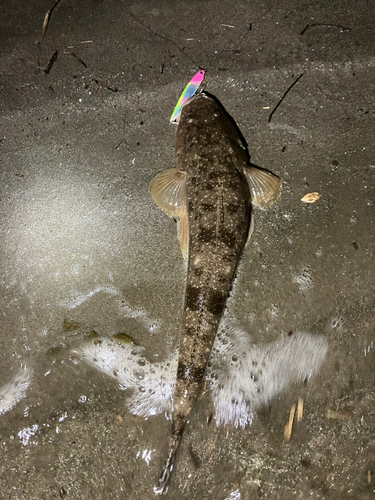 マゴチの釣果