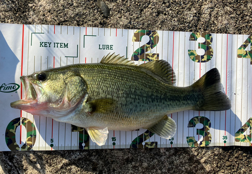 ブラックバスの釣果