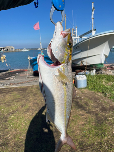 カンパチの釣果