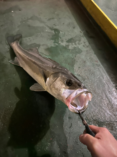 スズキの釣果