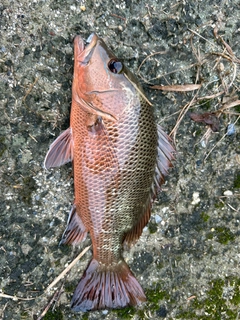 ゴマフエダイの釣果