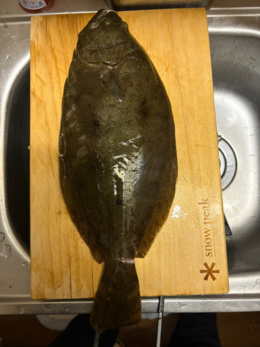 ヒラメの釣果