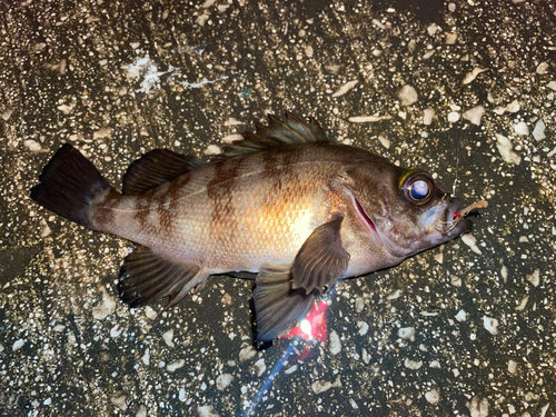 メバルの釣果