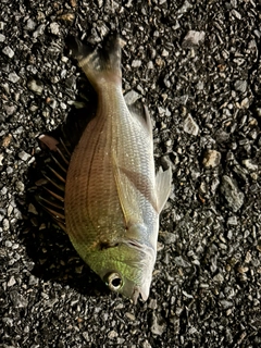 ミナミクロダイの釣果