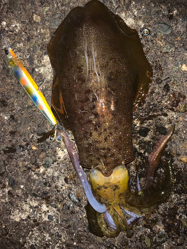 アオリイカの釣果