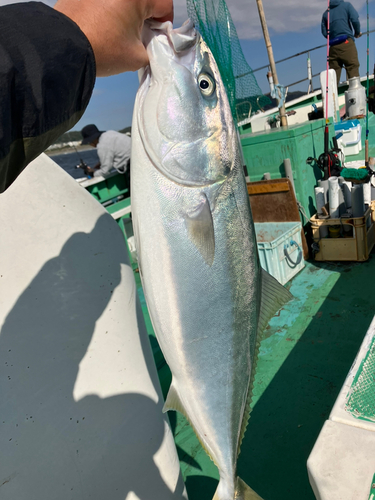 ワラサの釣果