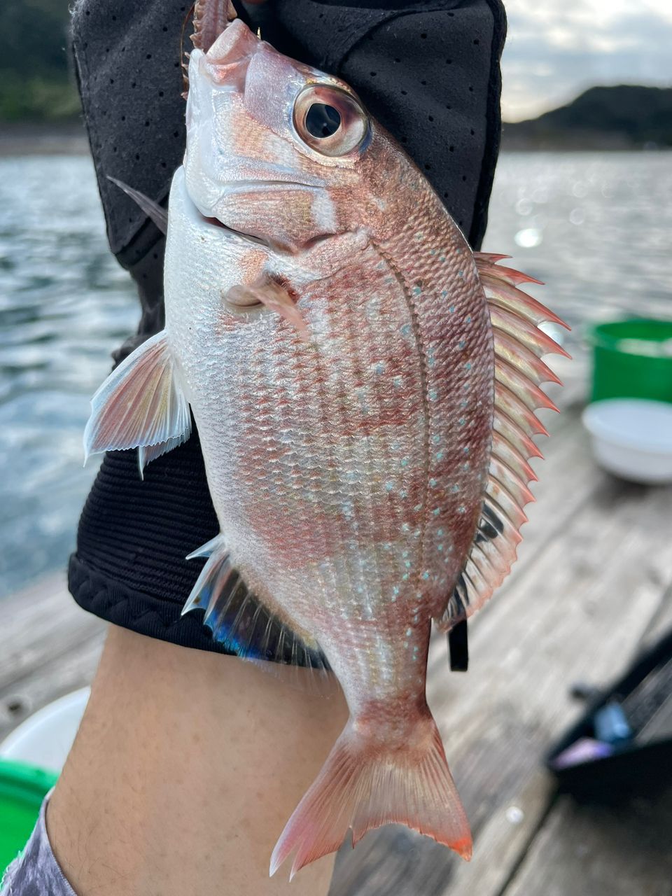 ぎゃざしさんの釣果 2枚目の画像