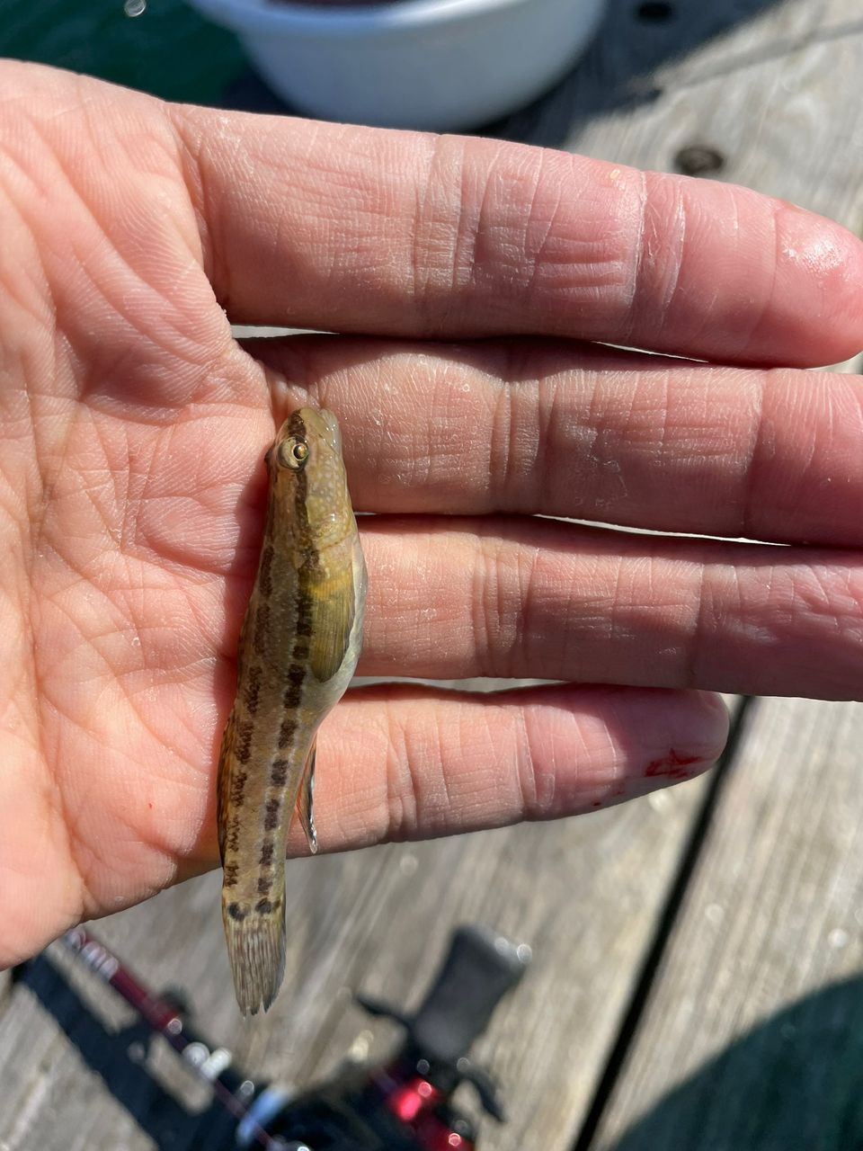ぎゃざしさんの釣果 3枚目の画像