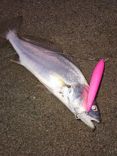 ニベの釣果